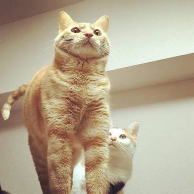 【速報】猫が筋肉自慢してきてムキムキ可愛い