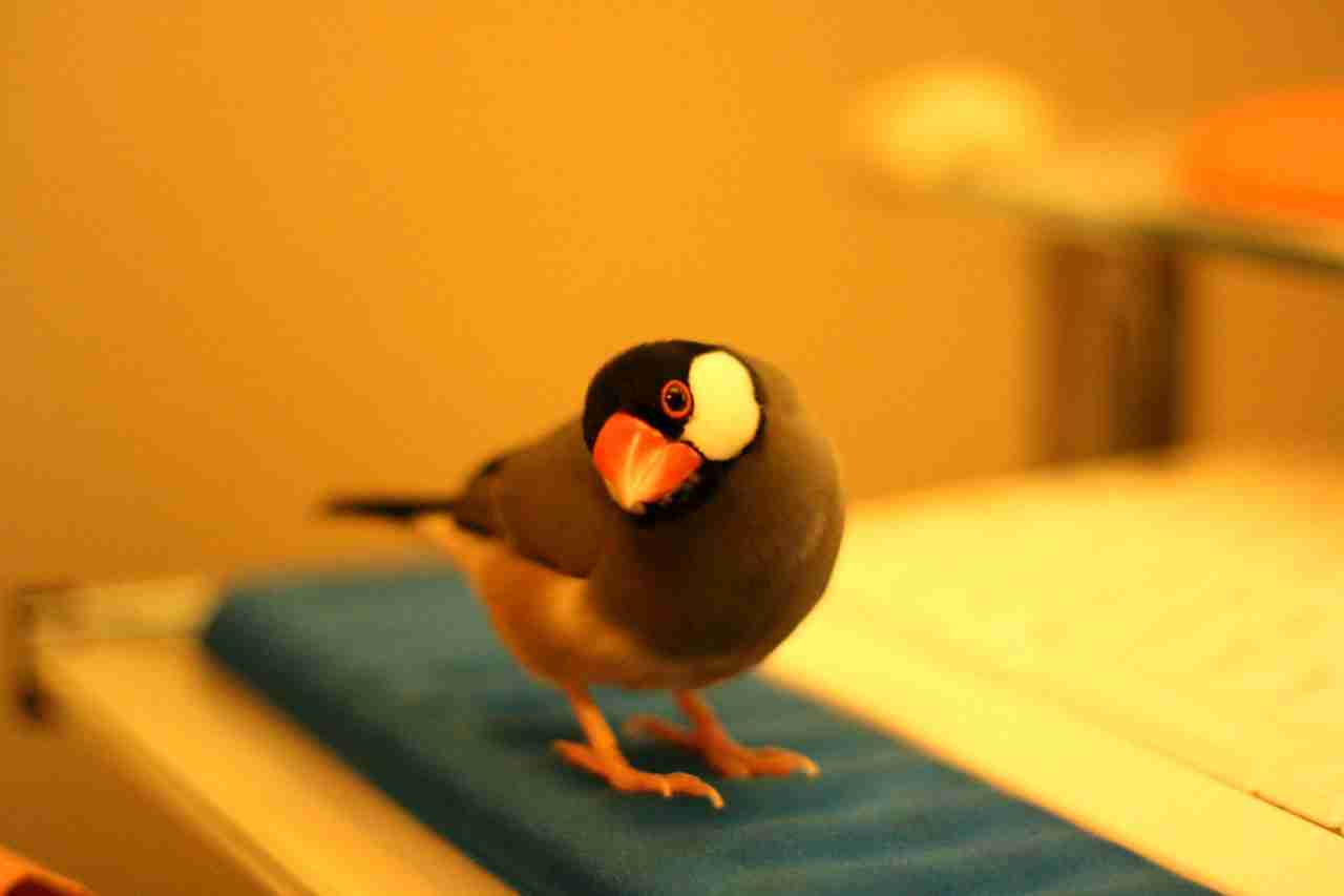 鳥カフェ、オープン！