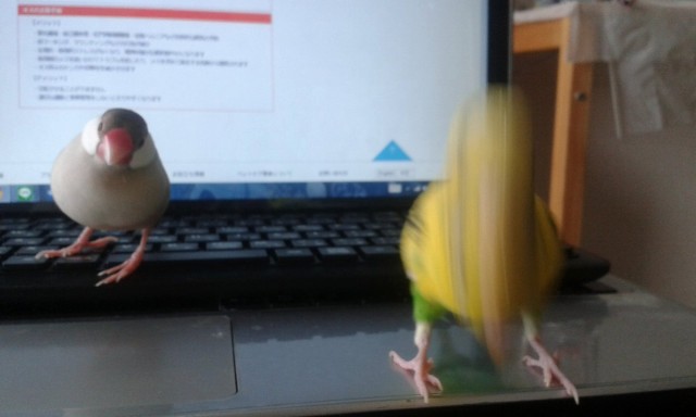鳥カフェ、オープン！