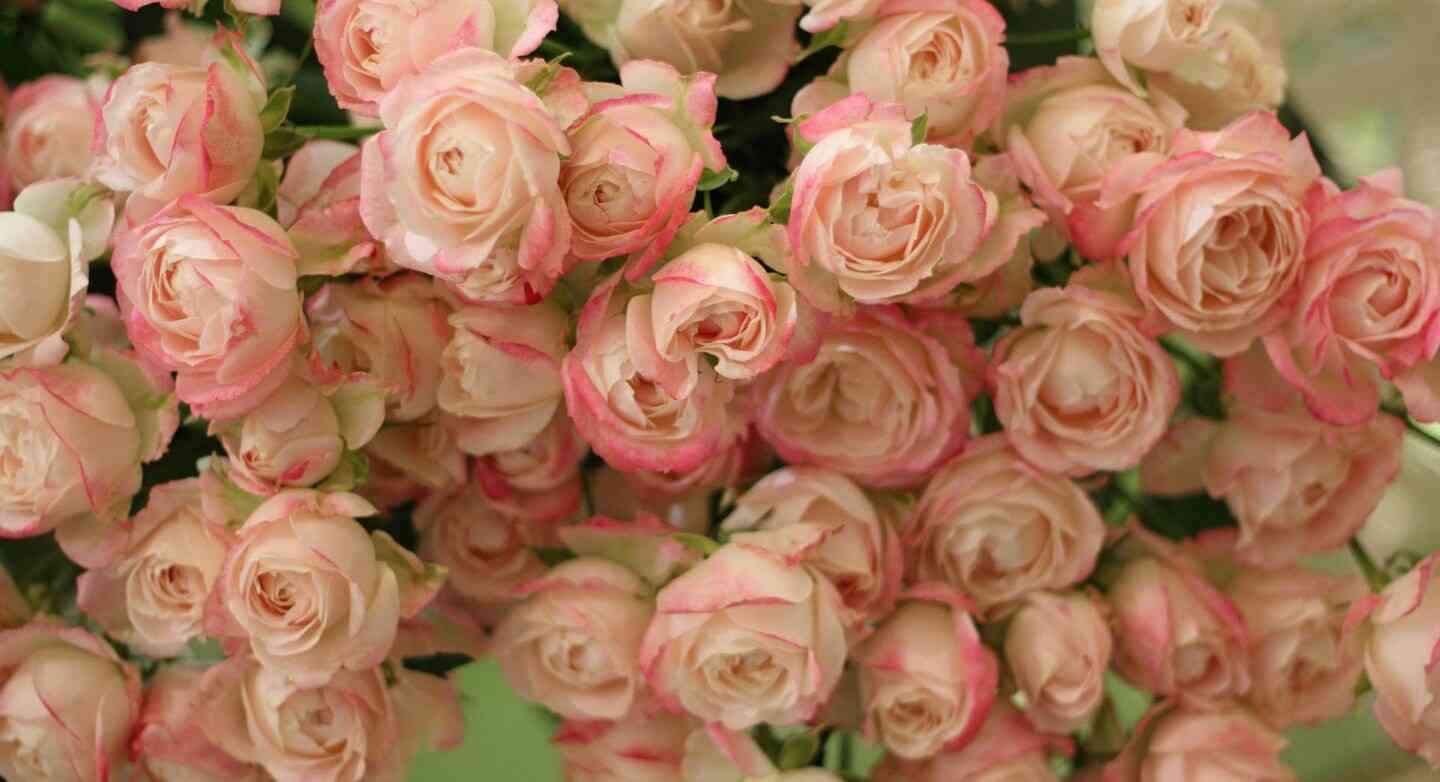薔薇の画像下さ～い。
