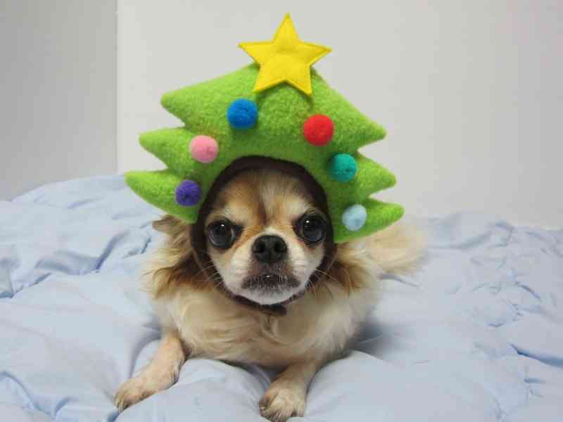 クリスマスツリーの画像を貼っていくトピ