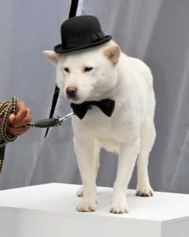 『スマスマ』ソフトバンク“新作”CMに感動の声続々「どんだけSMAP愛されてるの…」 | ORICON STYLE