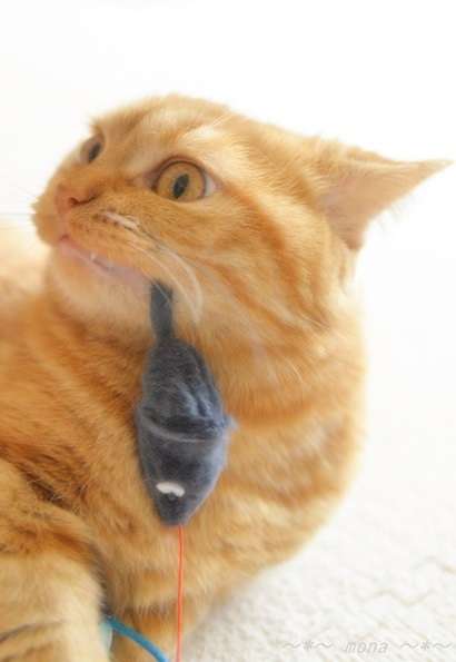 【クリスマスの奇跡！】猫がクリスマスツリーの下に置いたクリスマスプレゼントが世界中を感動させている