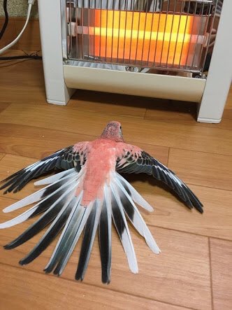 鳥カフェ、オープン！
