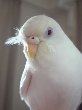 ふわふわが集まるトピ