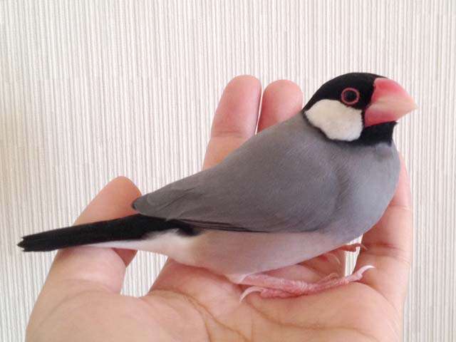 我が子と、口と口のキスしますか?