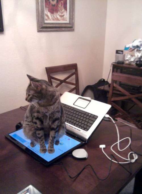 なぜそこに！？と思う猫画像