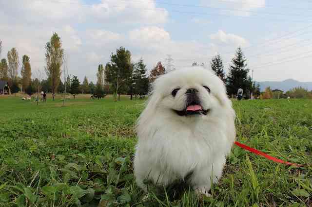 鼻ぺちゃ犬同好会