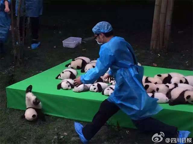 保存したら負け！きゃわい〜動物の画像！