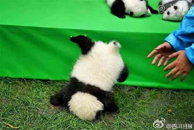 保存したら負け！きゃわい〜動物の画像！