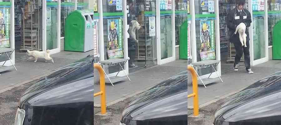 なぜそこに！？と思う猫画像