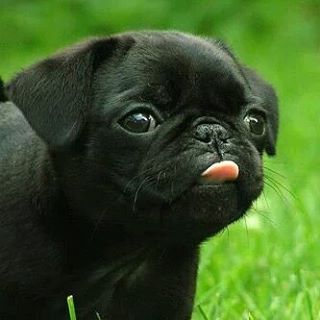 保存したら負け！きゃわい〜動物の画像！