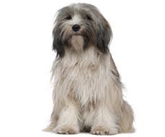 珍しい犬種を語りたい！