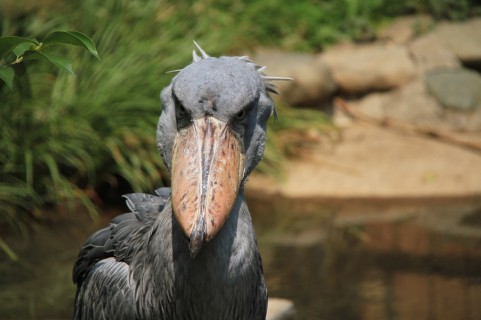 ヤンキーみたいな動物の画像を貼るトピ