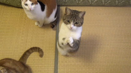 ガルちゃんすごろく