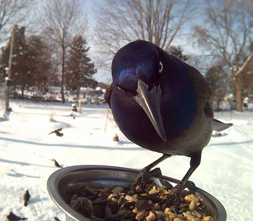 鳥カフェ、オープン！
