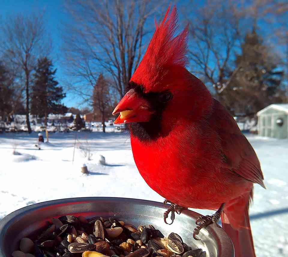 鳥カフェ、オープン！