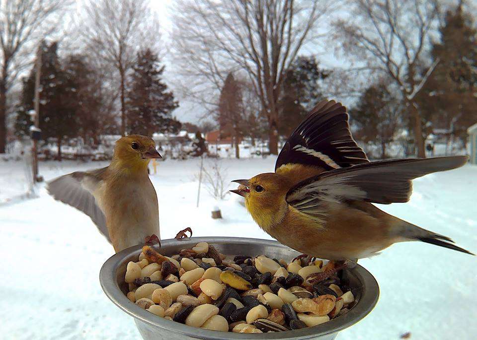 鳥カフェ、オープン！