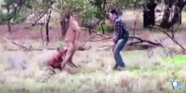 カンガルーが愛犬を羽交い締め→飼い主が勇敢に戦いを挑む動画が話題に