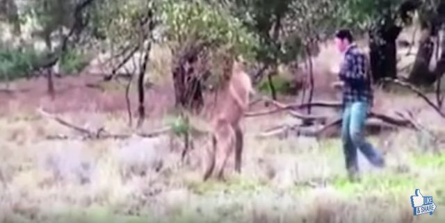 カンガルーが愛犬を羽交い締め→飼い主が勇敢に戦いを挑む動画が話題に