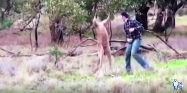カンガルーが愛犬を羽交い締め→飼い主が勇敢に戦いを挑む動画が話題に