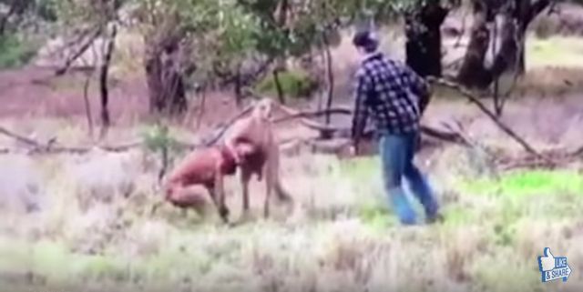 カンガルーが愛犬を羽交い締め→飼い主が勇敢に戦いを挑む動画が話題に