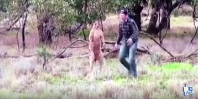 カンガルーが愛犬を羽交い締め→飼い主が勇敢に戦いを挑む動画が話題に