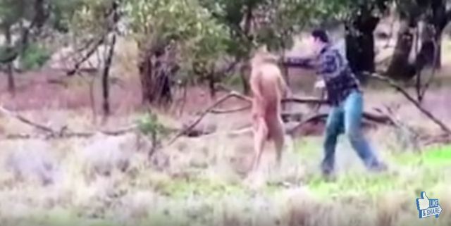カンガルーが愛犬を羽交い締め→飼い主が勇敢に戦いを挑む動画が話題に
