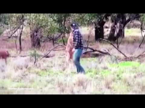 Man punches kangaroo in the face to save dog being strangled - YouTube