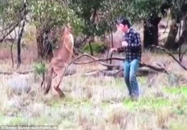 【アニメかよ】カンガルーが犬を羽交い締め→飼い主が勇敢に戦いを挑む動画が話題に｜面白ニュース 秒刊SUNDAY