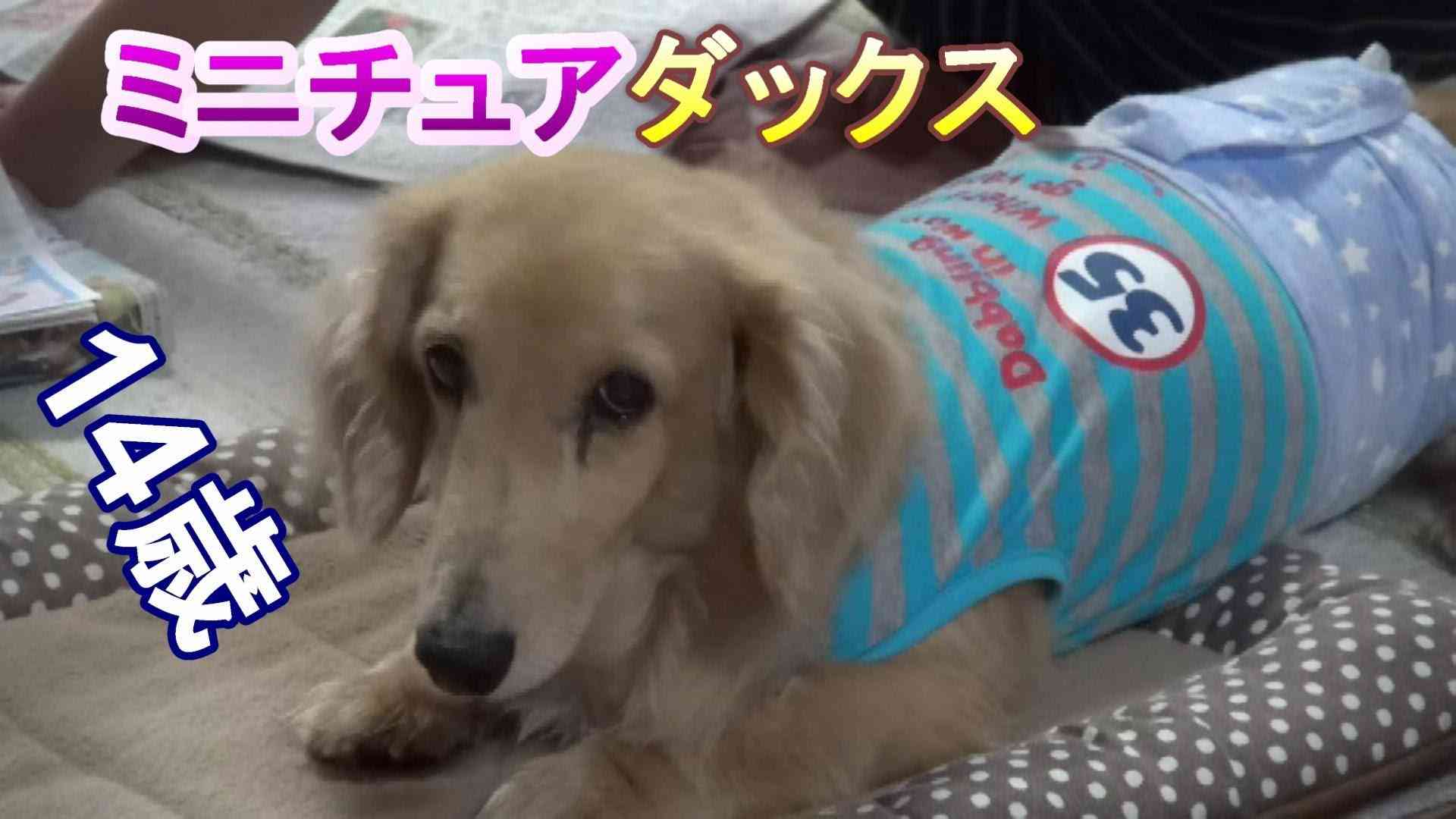 ミニチュアダックス　老犬寝たり起きたり - YouTube