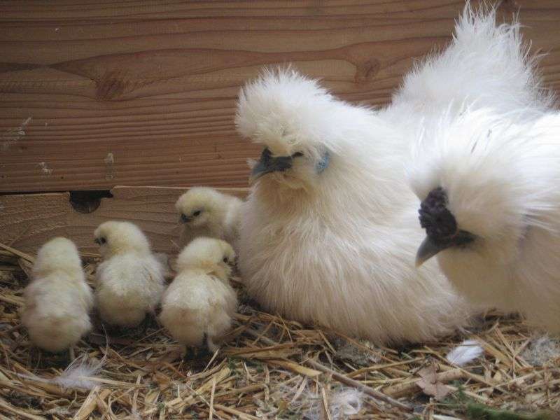 鳥カフェ、オープン！