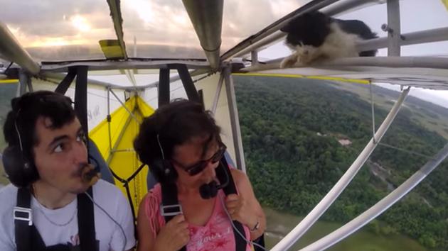 なぜそこに！？と思う猫画像