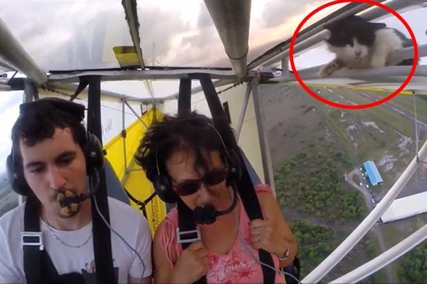 なぜそこに！？と思う猫画像