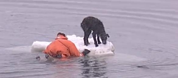 流氷にのって流された犬を命懸けで助けるロシアの船乗りがめちゃくちゃカッコイイ!! | コモンポスト