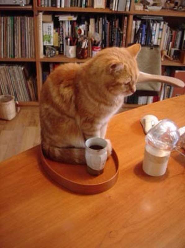 ガルちゃん猫カフェ☆10号店開店しました (はじめての方も大歓迎♪)