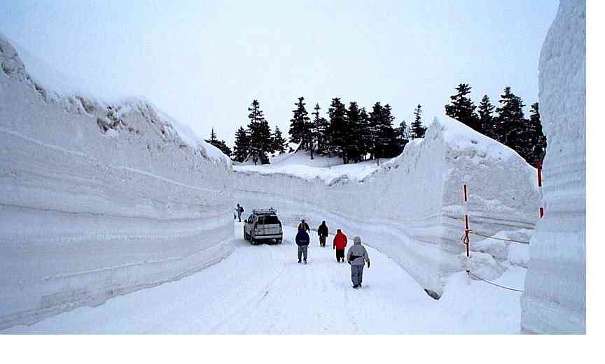 青森県民に『私はやっぱり雪見○○です!』○○に入る言葉を埋めて貰った結果www