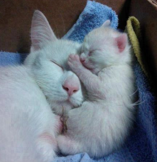 ひよこを「むぎゅっ」と抱きしめてペロペロ！ 子猫の可愛らしさに、癒やされまくる28秒間♡