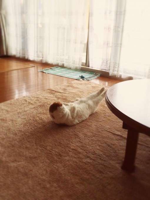 【速報】猫が筋肉自慢してきてムキムキ可愛い