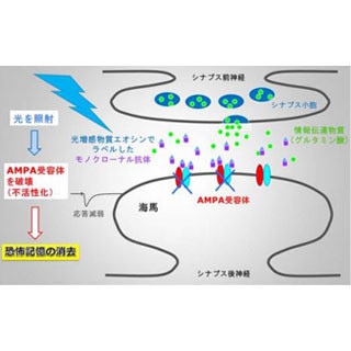 トラウマ記憶を光操作によって消去 - 横市大などが技術開発に成功 | ニコニコニュース