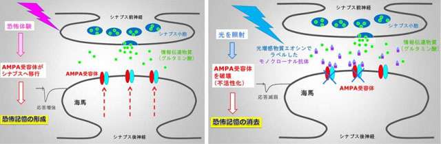 トラウマ記憶を光操作によって消去…横市大などが技術開発に成功 