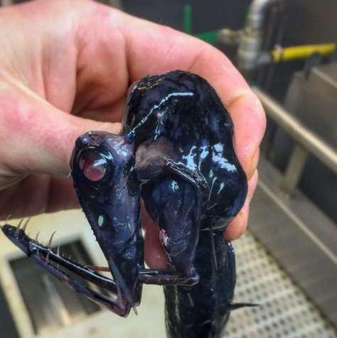 【閲覧注意】エイリアンのような深海魚ばかりツイートする、地獄の漁師が現る!