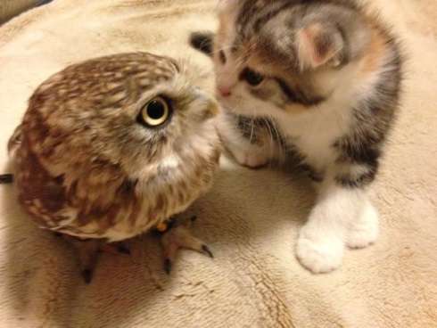 猫好きのための雑談