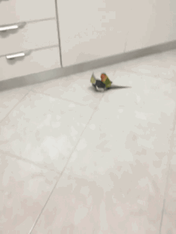 鳥カフェ、オープン！