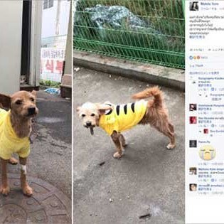 ケージから飛び出した乗客の愛犬を射殺！　無慈悲な空港職員に非難殺到