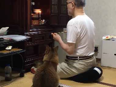猫好きのための雑談