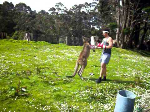 Man VS Kangaroo ROUND 2 - YouTube