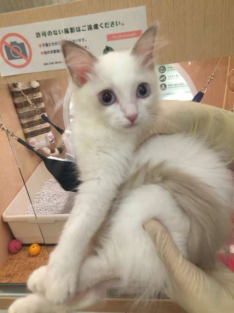 猫好きのための雑談