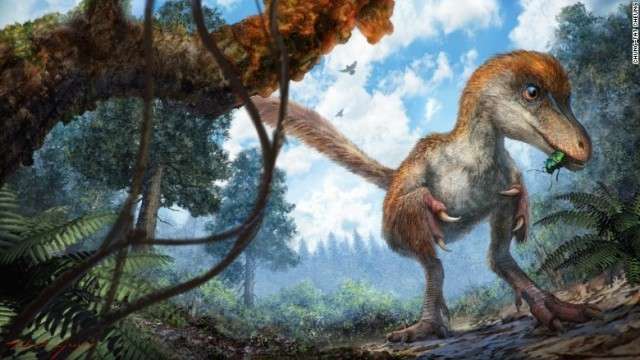 羽毛の生えた恐竜の尾、琥珀の中から発見 体色など解明へ