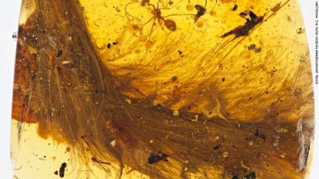 羽毛の生えた恐竜の尾、琥珀の中から発見　体色など解明へ